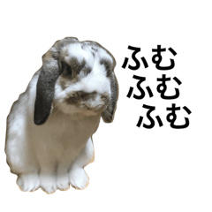 [LINEスタンプ] うさぎドロップくん