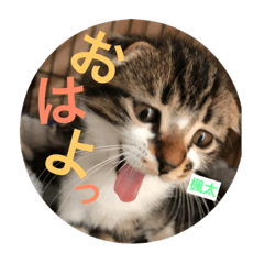 [LINEスタンプ] 猫達❤︎