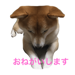 [LINEスタンプ] 柴犬 小雪