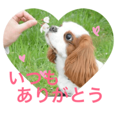 [LINEスタンプ] よく使う日常語