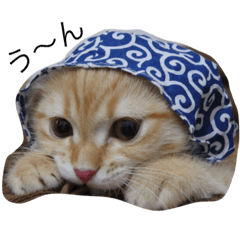 [LINEスタンプ] もなかひめぽんず2（ねこ）