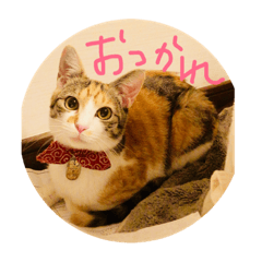 [LINEスタンプ] ラッキー ねこ 1