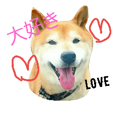 [LINEスタンプ] 柴犬 小次郎