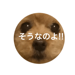 [LINEスタンプ] トイプードルのはなちん（その1）