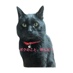 [LINEスタンプ] 黒猫くろぴょん