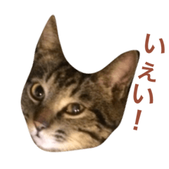 [LINEスタンプ] 保護猫うりさんと…