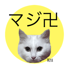 [LINEスタンプ] 白猫の大阪弁