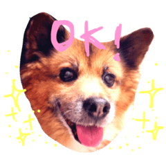 [LINEスタンプ] 癒し犬菜々ちゃんスタンプ