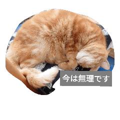 [LINEスタンプ] 立ち耳スコ ぐるちゃん