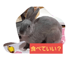 [LINEスタンプ] うさぎのすずちゃん