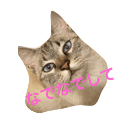 [LINEスタンプ] 猫だよ！！！