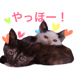 [LINEスタンプ] もずくとめかぶ