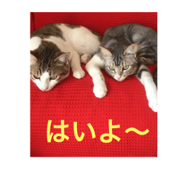 [LINEスタンプ] ちー＆なる