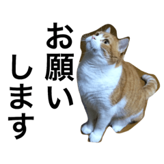 [LINEスタンプ] たいがとレオとみこ1