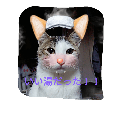 [LINEスタンプ] 変顔ねこにゃん