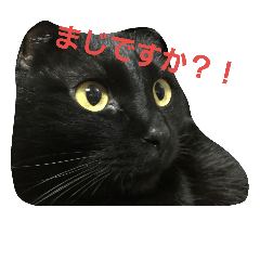 [LINEスタンプ] 黒猫テツの地味に使えるスタンプ