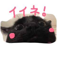 [LINEスタンプ] 黒猫こてつ