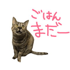 [LINEスタンプ] 柚(猫)