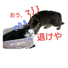 [LINEスタンプ] キジトラすきま と 黒白まぐろ の日常