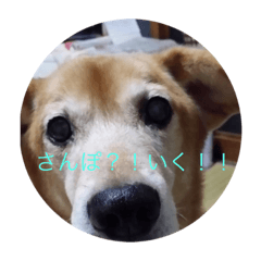 [LINEスタンプ] 我が家の犬と猫のSTORY