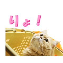 [LINEスタンプ] 猫スタンプ スコちゃん【日常会話編】