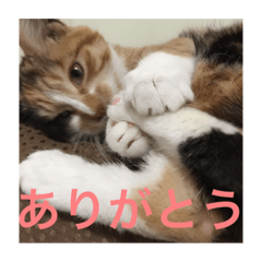 [LINEスタンプ] ひと言ねこ