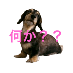 [LINEスタンプ] すーさんあらうんど