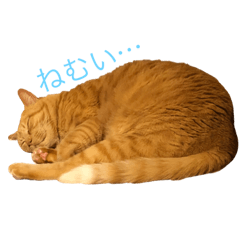 [LINEスタンプ] 猫で語るスタンプ