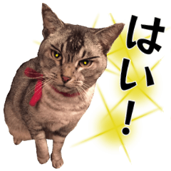 [LINEスタンプ] 猫のモヒ子ママ