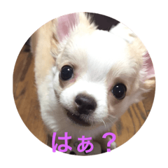 [LINEスタンプ] くぅちゃんのお話