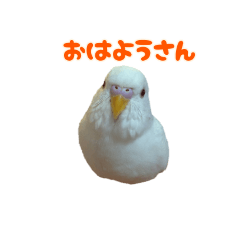 [LINEスタンプ] 関西弁インコ