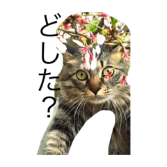 [LINEスタンプ] なにわの大ちゃん