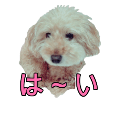 [LINEスタンプ] ぷぅーちゃん