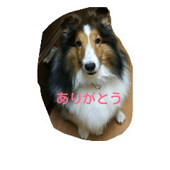 [LINEスタンプ] シェットランドシープドッグ さくら