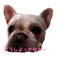 [LINEスタンプ] フレンチブルドッグ  ブンガ＆柴犬の画像（メイン）