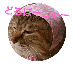 [LINEスタンプ] 猫(もも)のスタンプ