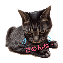 [LINEスタンプ] ちろるだいすき