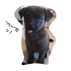 [LINEスタンプ] ちょっぴり毒舌犬