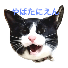 [LINEスタンプ] きーととらのすけ