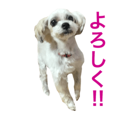 [LINEスタンプ] 愛犬もなか