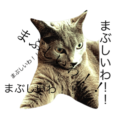 [LINEスタンプ] 猫日和スタンプ