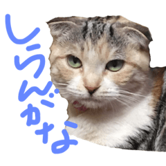 [LINEスタンプ] 三毛猫マンチカンももちゃん14