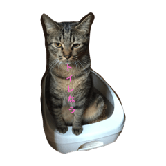 [LINEスタンプ] 飼い猫の一言