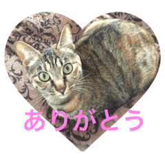 [LINEスタンプ] モモちゃん④