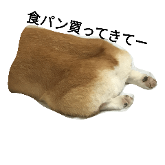 [LINEスタンプ] コーギー犬らん