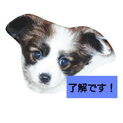 [LINEスタンプ] キュートなパピヨン(子犬)の日常会話