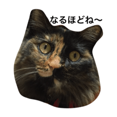 [LINEスタンプ] のあちゃんのつぶやき