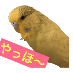 [LINEスタンプ] ジャンボセキセイインコのねぎちゃん