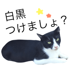 [LINEスタンプ] 野良猫よもぎとたんぽぽ