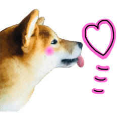 [LINEスタンプ] 柴犬わんこ